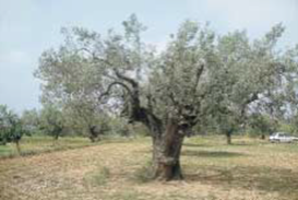 PRUNING OF THE YOUNG PLANT AND THE OLIVE TREE FROM A TRUNK - 2