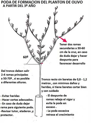 PRUNING OF THE YOUNG PLANT AND THE OLIVE TREE FROM A TRUNK - 4