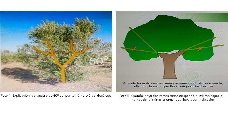 TAILLE DE LA JEUNE PLANTE ET DE L'OLIVIER À PARTIR D'UN TRONC - 5