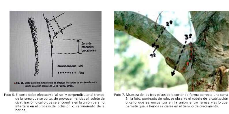 PRUNING OF THE YOUNG PLANT AND THE OLIVE TREE FROM A TRUNK - 6