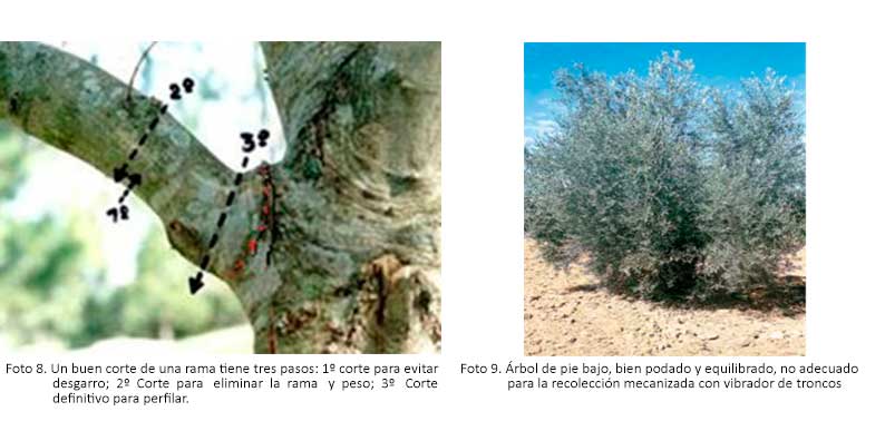 PRUNING OF THE YOUNG PLANT AND THE OLIVE TREE FROM A TRUNK - 7