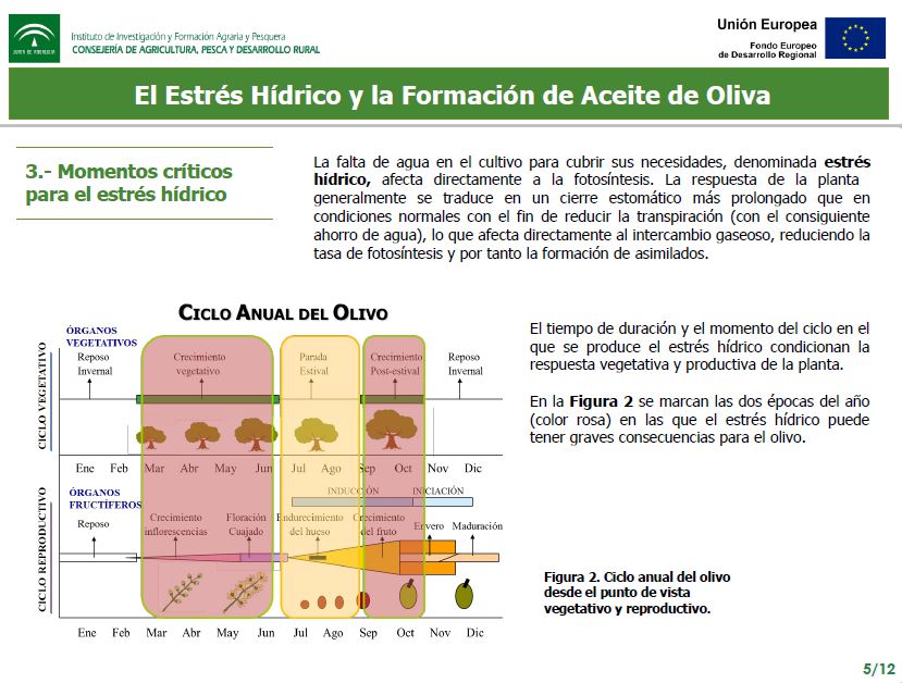 EL ESTRÉS HÍDRICO Y LA FORMACIÓN DEL ACEITE DE OLIVA - 6