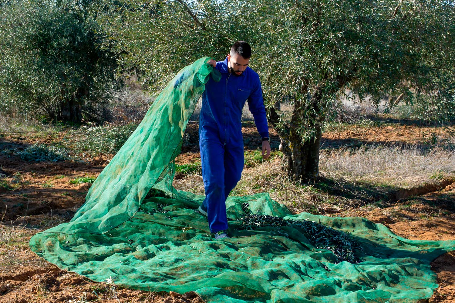 The olive grove and the challenge of plastics: towards sustainable management